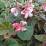 Begonia scharfii (sin. B. haageana)