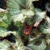 Begonia 'Rohceart'