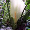 Arum italicum 'Scottish Silver'