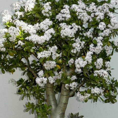Crassula ovata (Albero di giada, pianta dei soldi)