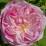 Rosa 'Honorine de Brabant'