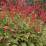 Persicaria amplexicaulis 'Firetail'