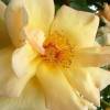 Rosa ‘Maigold’