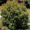 Punica granatum 'Nana'