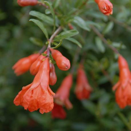 Punica granatum 'Nana'