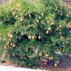 Punica granatum 'Nana'