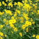 Helianthus tuberosus (topinambur)