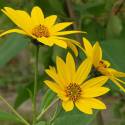 Helianthus tuberosus (topinambur)
