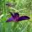 Iris louisiana 'Black Gamecock'