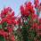 Lagerstroemia indica 'Dynamite'