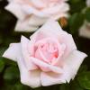 Rosa ‘New Dawn’