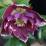 Helleborus 'Double Aubergine With White Hedge'