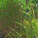 Carex pendula