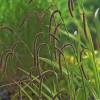 Carex flacca 'Buis'
