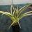 Phormium cookianum subsp. hookeri 'Cream Delight'