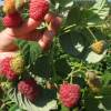 Rubus idaeus 'Himbo Top' (Lampone Rosso)