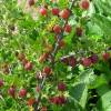 Ribes grossularia (Uva spina, rossa)