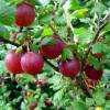 Ribes grossularia (Uva spina, rossa)