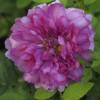 Rosa roxburghii "Plena"