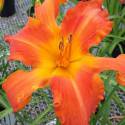 Hemerocallis 'Primal Scream'