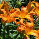 Hemerocallis 'Primal Scream'