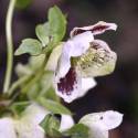 Helleborus 'White Spotted'