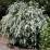 Spiraea × vanhouttei