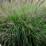 Pennisetum alopecuroides 'Viridescens'