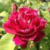 Rosa ‘Baron Girod de l'Ain'