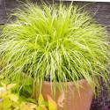 Pennisetum alopecuroides 'Hameln Gold"