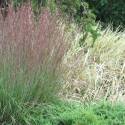 Andropogon scoparius 'Prairie Blues'