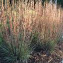Andropogon scoparius 'Prairie Blues'