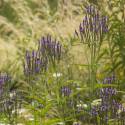 Verbena hastata