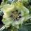 Helleborus 'Double Ellen White Spotted'