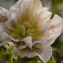 Helleborus 'Double Ellen White Spotted'