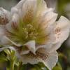 Helleborus 'Double White Spotted'