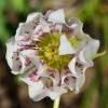 Helleborus 'Double White Spotted'