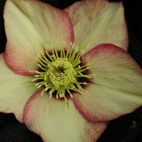 Helleborus orientalis 'Apricot Blush' sin. 'Apricot With Red Center'