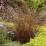 Carex buchananii 'Red Rooster'