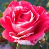 Rosa ‘Camaiuex’