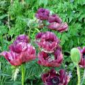 Papaver orientale 'Patty's Plum'