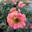 Geum coccineum "Mai Tai"