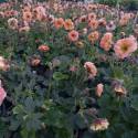 Geum coccineum "Mai Tai"