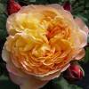 Rosa ‘Peach Parfum'