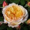 Rosa ‘Peach Parfum'