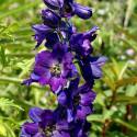 Delphinium elatum 'Magic Fountains Dark Blue'