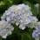 Hydrangea macrophylla 'Setsuka-yae'