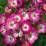Rosa 'Mozart'