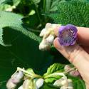 Deinanthe caerulea "Blue Wonder"