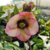 Helleborus orientalis 'Apricot Blush' sin. 'Apricot With Red Center'